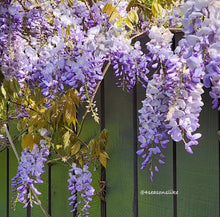 Charger l&#39;image dans la galerie, Summer wisteria chandelier earrings