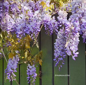 Summer wisteria chandelier earrings